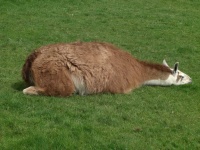 image of alpaca #0