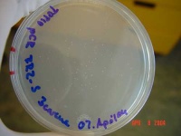 image of petri_dish