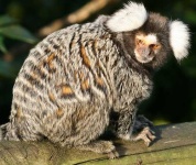 image of marmoset