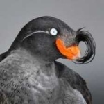 image of bird
