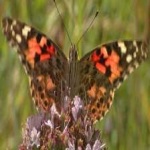 image of animal
