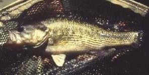 image of animal