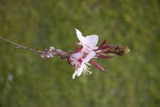 image of flower
