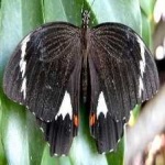 image of animal
