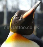 image of king_penguin