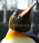 image of king_penguin #8