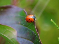 image of ladybugs #12