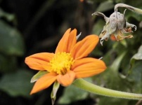 image of flower