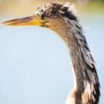 image of bird