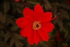 image of flower