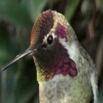 image of bird
