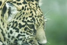 image of jaguar_car