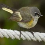 image of bird