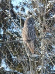 image of great_grey_owl