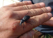 image of ground_beetle