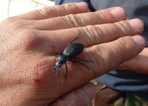 image of ground_beetle #19