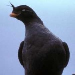 image of bird