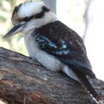 image of bird