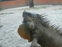 image of common_iguana