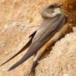 image of bird