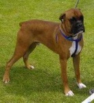 image of boxer