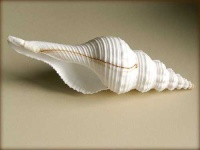 image of conch