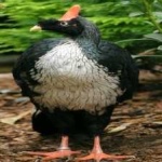 image of bird