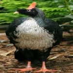 image of horned_guan #18