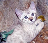 image of lynx