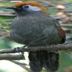 image of bird