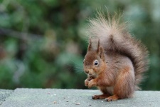 image of animal