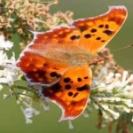 image of animal