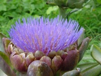 image of artichoke_flower #51