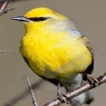 image of bird