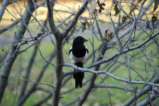 image of magpie