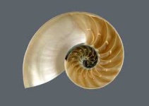 image of chambered_nautilus