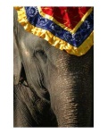 image of indian_elephant