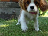image of blenheim_spaniel