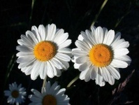 image of flower
