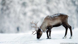 image of reindeer #1