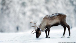 image of animal