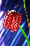 image of flower