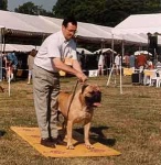 image of bull_mastiff