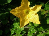 image of zucchini