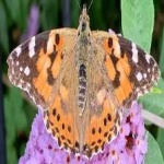 image of animal