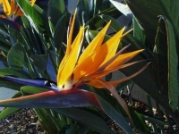image of flower