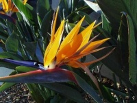 image of bird_of_paradise_flower #75