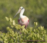 image of spoonbill