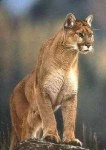 image of cougar_body