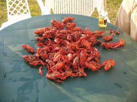 image of crayfish